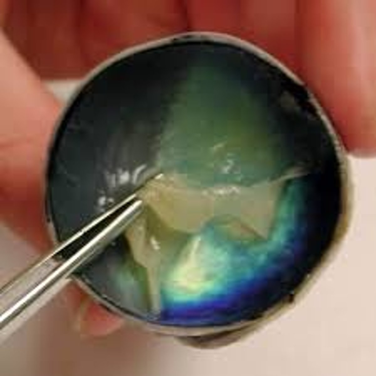 <p>What layer is being pulled away with the tweezers?</p>