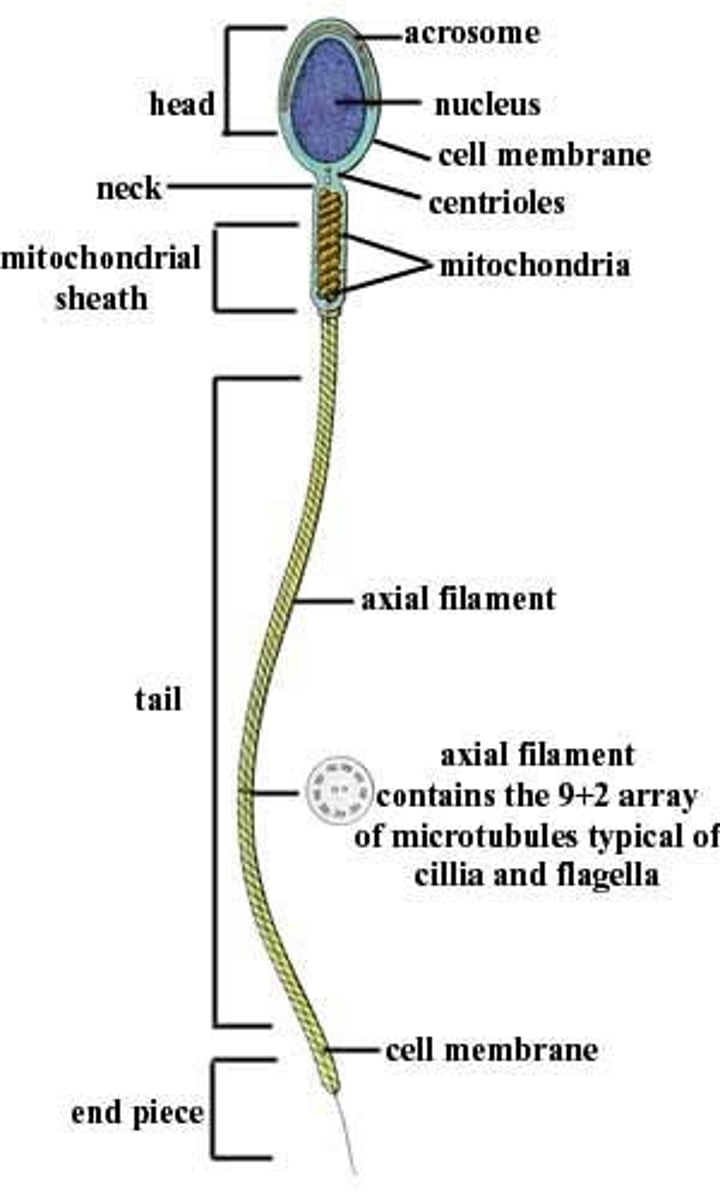 <p>-head-nucleus and genetic material</p><p>- acromosome with enzymes for penetrating the outer coating of the egg</p><p>- Flagellum moves the cell by a whipping motion powered by the sperm's mitochondria</p>