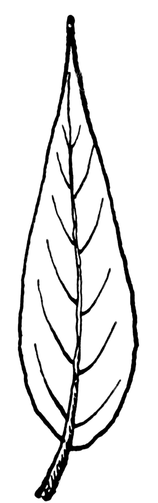 <p>describe the leaf shape</p>