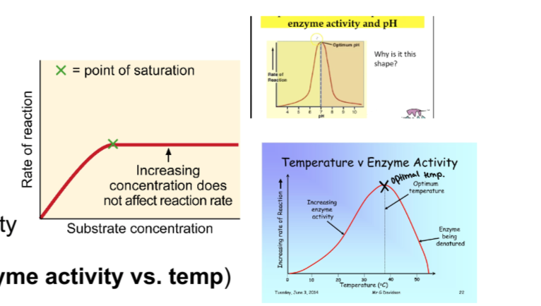 <ol><li><p>Temperature</p><ol><li><p>Low temp- molecules move more slowly, the enzyme becomes rigid</p></li><li><p>High temp- protein denatures or unfolds because noncovalent (and hydrogen) bonds are broken</p></li></ol></li><li><p>pH- high (H+) or (OH-)</p><ol><li><p>extreme pH can cause enzymes to denature</p></li></ol></li><li><p>substrate concentration</p><ol><li><p>saturation-all active sites are filled with substrate</p></li></ol></li><li><p>inhibitors</p><ol><li><p>Competitive</p></li><li><p>non competitive</p><p></p></li></ol></li></ol>