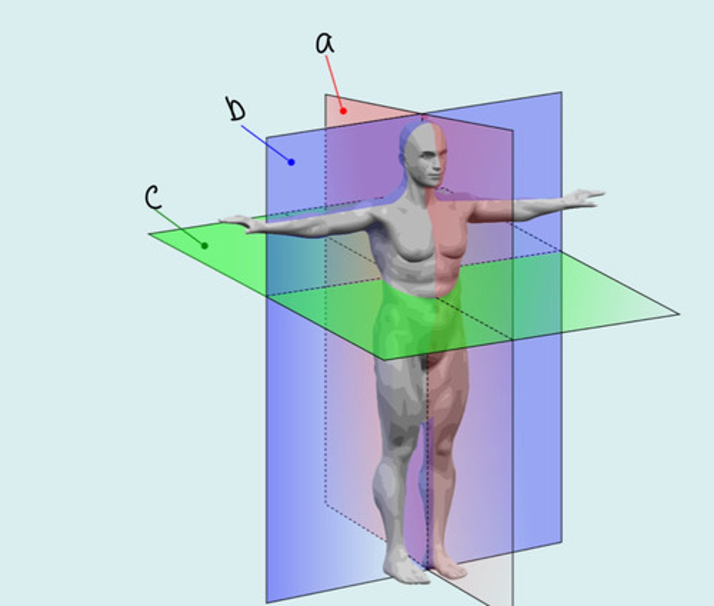<p>What plane is highlighted in blue? (b)</p>