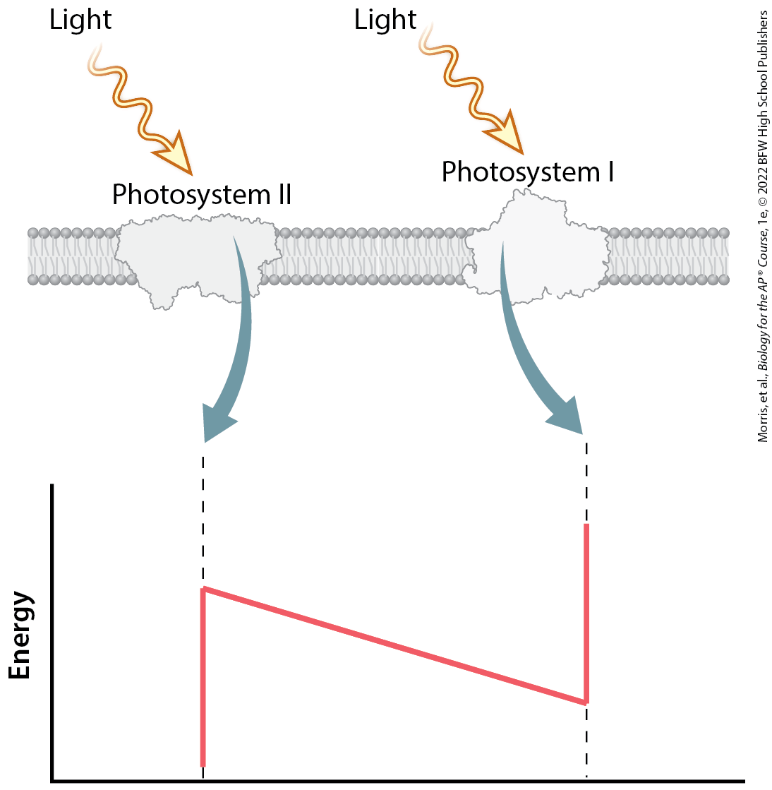 <p>the use of water as an electron donor requires input of light energy at two places in the photosynthetic electron transport chain. Absorption of light energy by photosystem II allows electrons pulled from water to enter the photosynthetic electron transport chain. A second input of light energy by photosystem I produces electron donor molecules capable of reducing NADP+ to NADPH. As a result, energy levels increase, decrease, and increase again, resembling the letter Z on its side.</p>