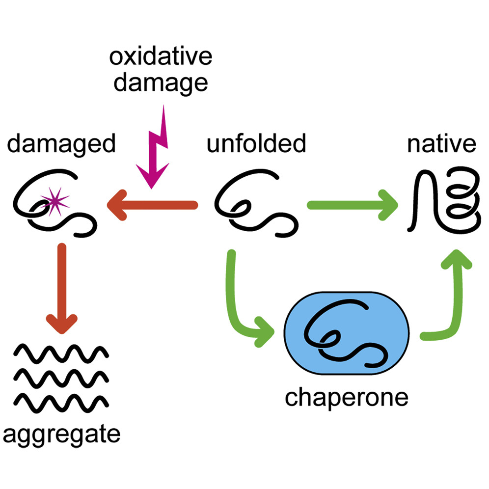<p><span><span>assist in the correct folding, assembly, stabilization, and degradation of other proteins</span></span></p>