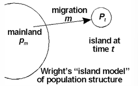 <p>Wright’s One-island model</p>