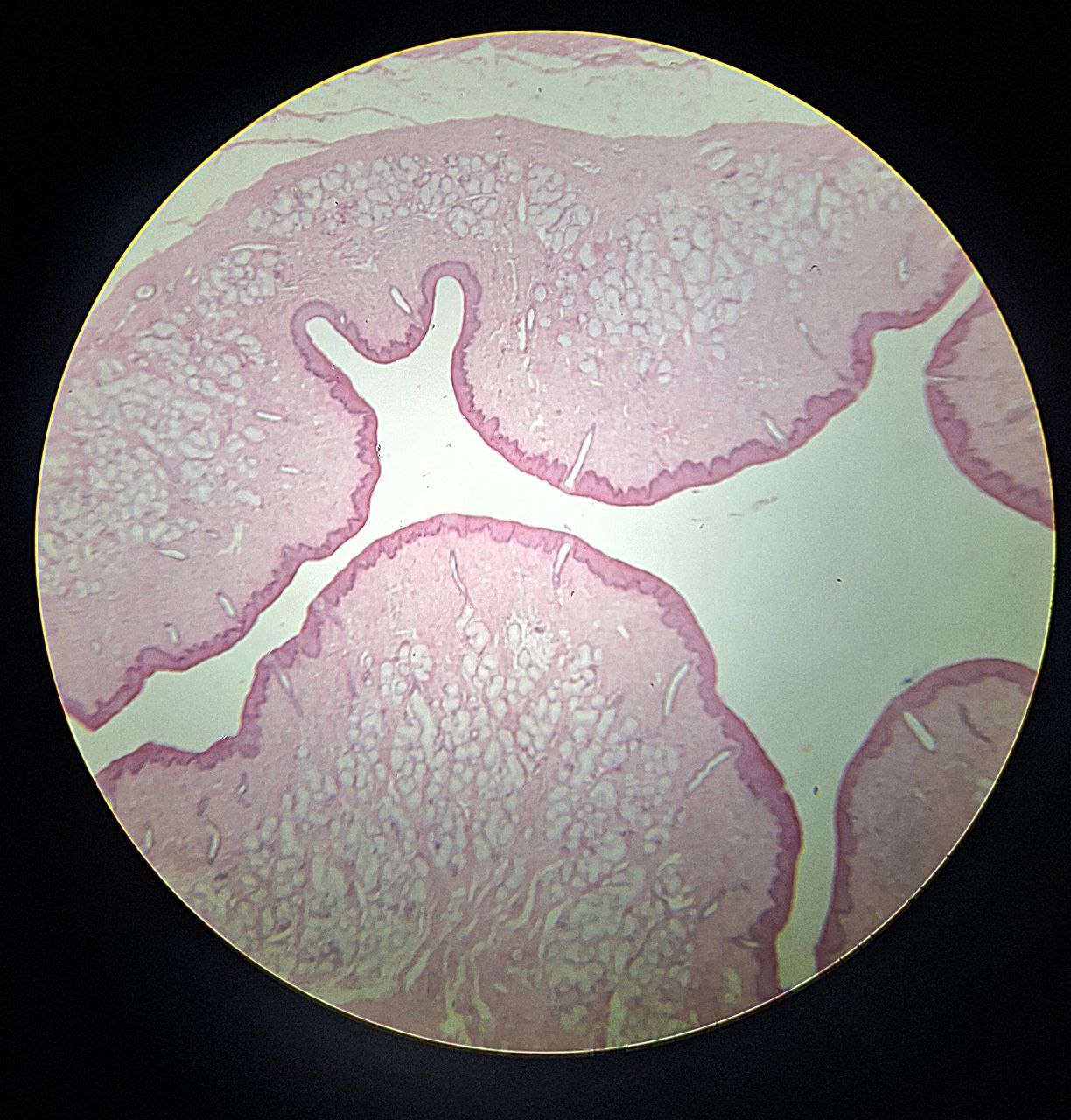 <p>Identify the tissue and mention one site</p>