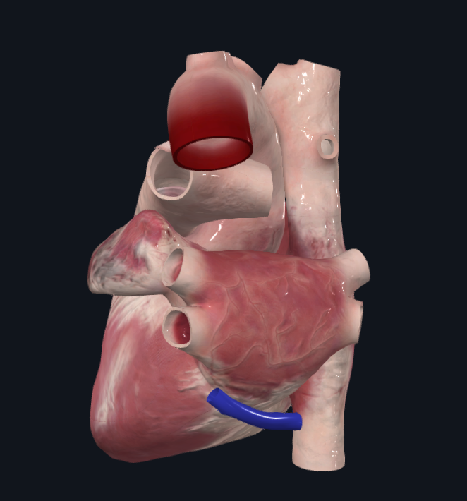 <p>Vena principal hacia donde drena la sangre venosa del propio corazón.</p><ul><li><p>Drena en la aurícula derecha</p></li></ul><p></p>