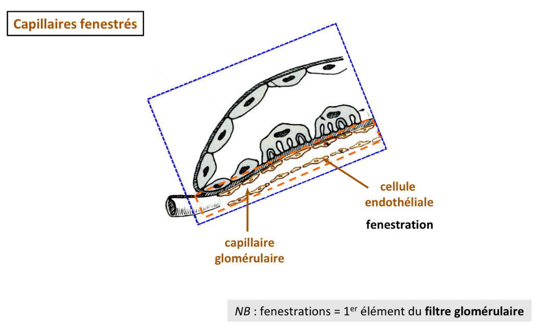 <ul><li><p>= capillaires fenestrés car ils ont des pores/passages appelés fenestration</p></li><li><p>Leur paroi est formée de cellules endothéliales</p></li></ul><p></p>