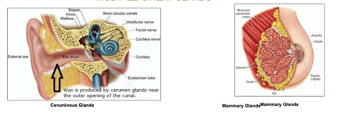 <p>wax-producing ceruminous glands (ear)</p><p>mammary glands of the breast (milk)</p>
