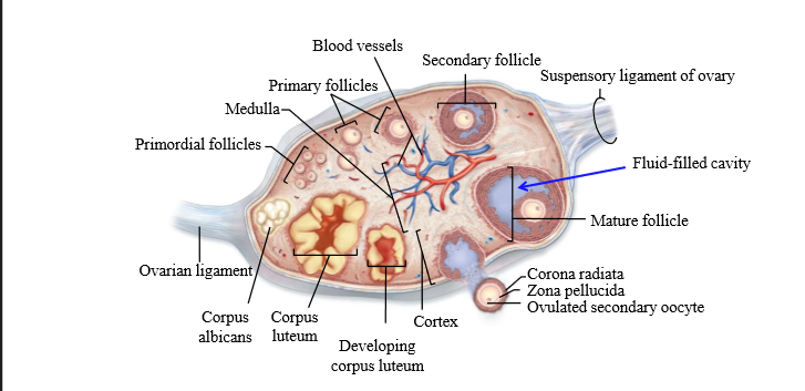<p>a hormone-secreting structure that develops in an ovary after an ovum has been discharged but degenerates after a few days unless pregnancy has begun.</p>