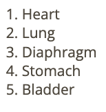 <p>b) lung</p>