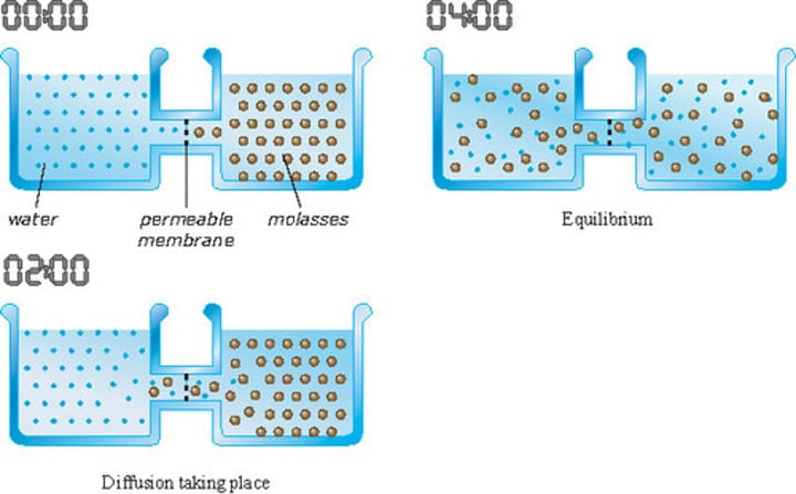 <p>the process by which molecules move from an area of higher concentration to an area of lower concentration</p>