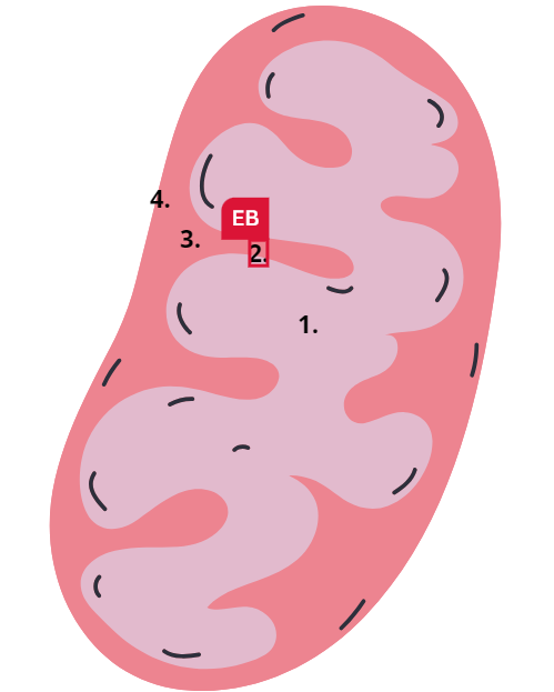 <p>Od wewnątrz</p><ol><li><p>matrix mitochondrium - substancja żelowa z enzymami</p></li><li><p>błona wewnętrzna- selektywna</p></li><li><p>przestrzeń międzybłonowa</p></li><li><p>błona zewnętrzna - wysoce przepuszczalna</p></li></ol>