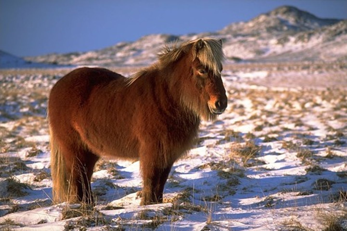 <p>Icelandic</p>