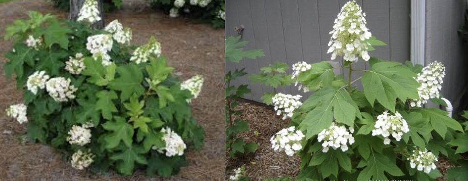 <p>Hydrangea</p>