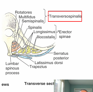 <p>WHAT IS THE DEEP SEGMENTAL (minor ) GROUP OF TRANSVERSOSPINALES?</p>