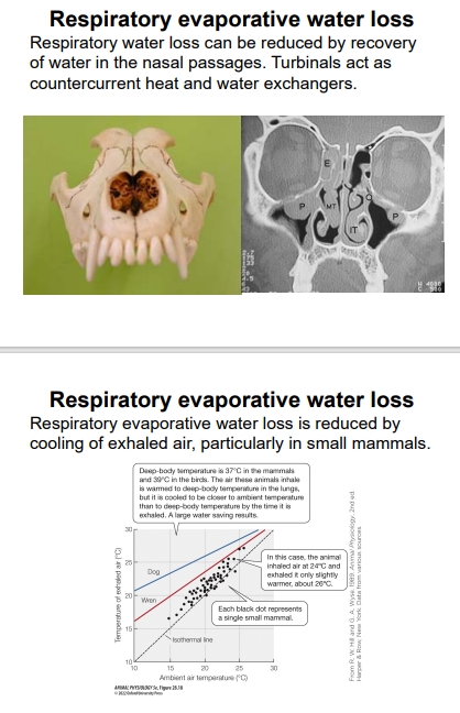 <ul><li><p>Loss of water through respiration can be minimized by recovering moisture in nasal passages, facilitated by turbinals (convoluted bones) that function as countercurrent heat and water exchangers. </p><ul><li><p>As warm, moist air is exhaled, it passes over cooler nasal passages, condensing water vapor and reducing its temperature before it leaves the body.</p></li></ul></li><li><p>Cooling down exhaled air, particularly prominent in small mammals, also reduces water loss during respiration, as cooler air holds less water vapor.</p></li></ul><p></p>