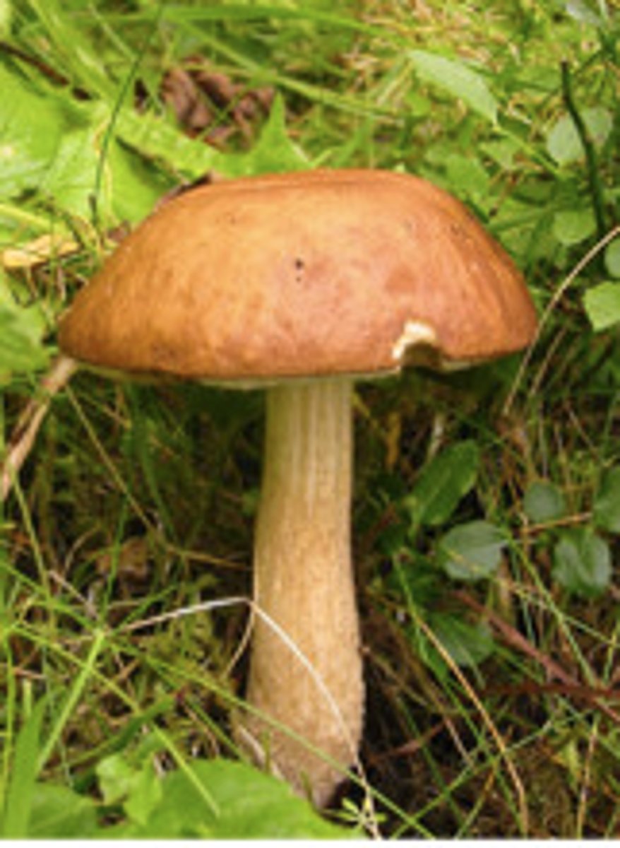 <p>- body = mycelium</p><p>- "fruiting body" = site of spore production </p><p>- cell wall = chitin </p><p>- "nature recycle" = decompose </p><p>- many parasitic forms </p><p>does have several important symbiotic relationships (lichens, mycorrhizae, etc) </p>