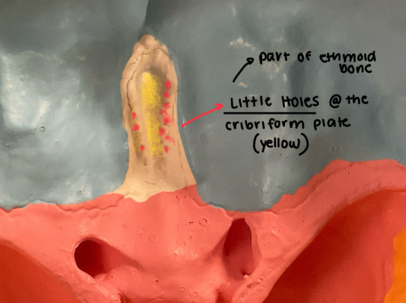 <p>The little holes within the cribriform plate</p><ul><li><p>Those little holes and the cribriform plate are PART OF THE ETHMOID BONES (which is deep compared to the lacrimal bone within the eyes)</p></li></ul><p></p>