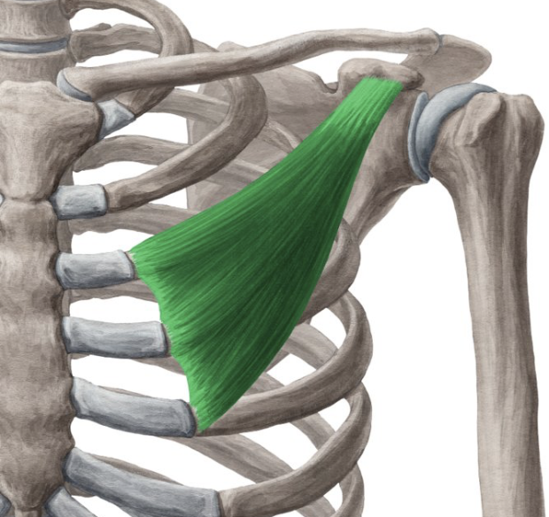 <p>Action: Scapular protraction, depression</p><p>Origin: Ribs 3-5</p><p>Insertion: Coracoid process (scapula)</p><p>Innervation: Medial pectoral nerve C8-T1</p>