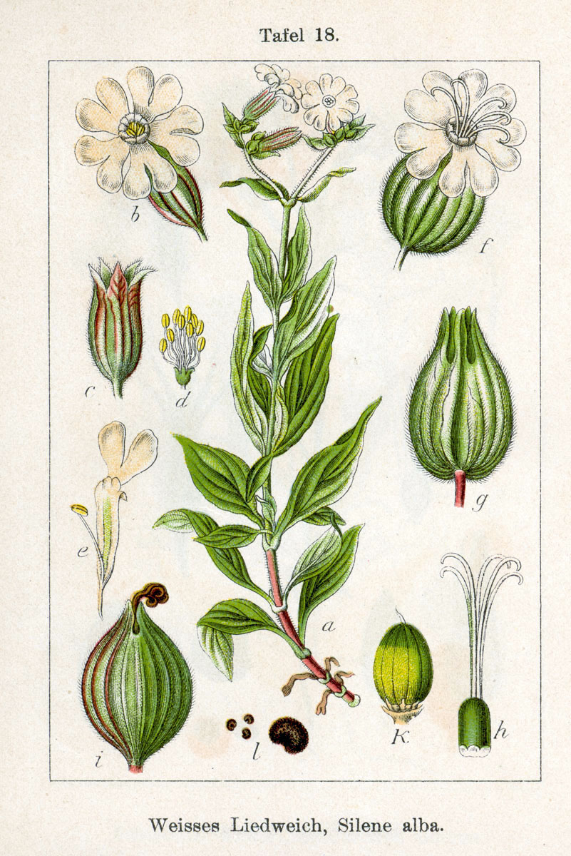 <p><em>Caryophyllaceae -</em> hvozdíkovité</p><p><em>Silene latifolia</em> subsp. <em>alba -</em> silenka širolistá bílá</p>