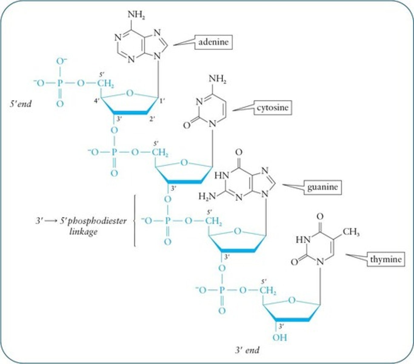 <p>Links nucleotides via 5' to 3' carbon connections.</p>