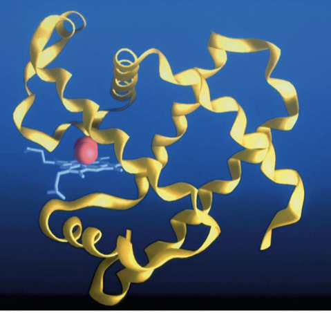 <p>The 3D conformation of a protein. -has disulfide bonds that reinforce the structure -ex: in myoglobin</p>