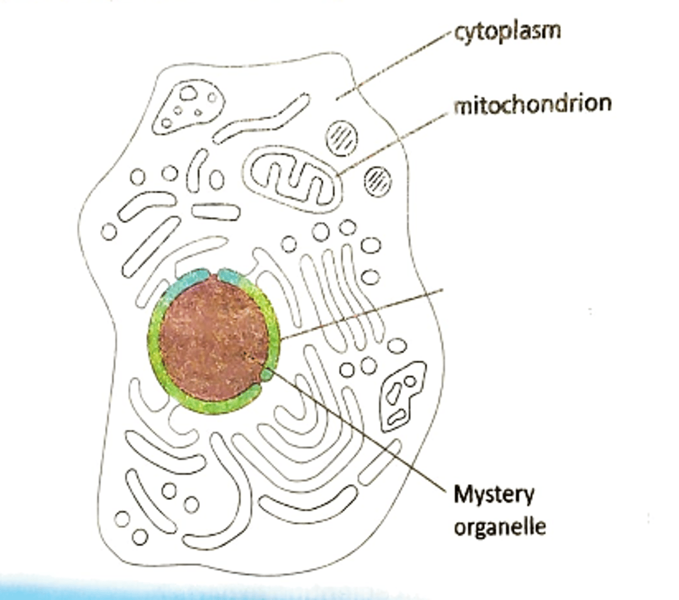 <p>Nucleus; eukaryote</p>