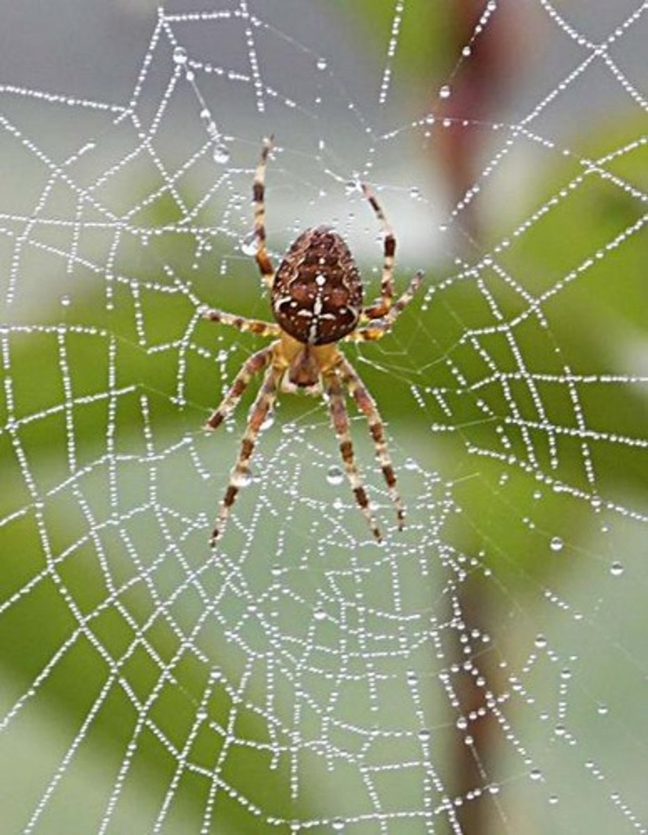 <p>spider</p>