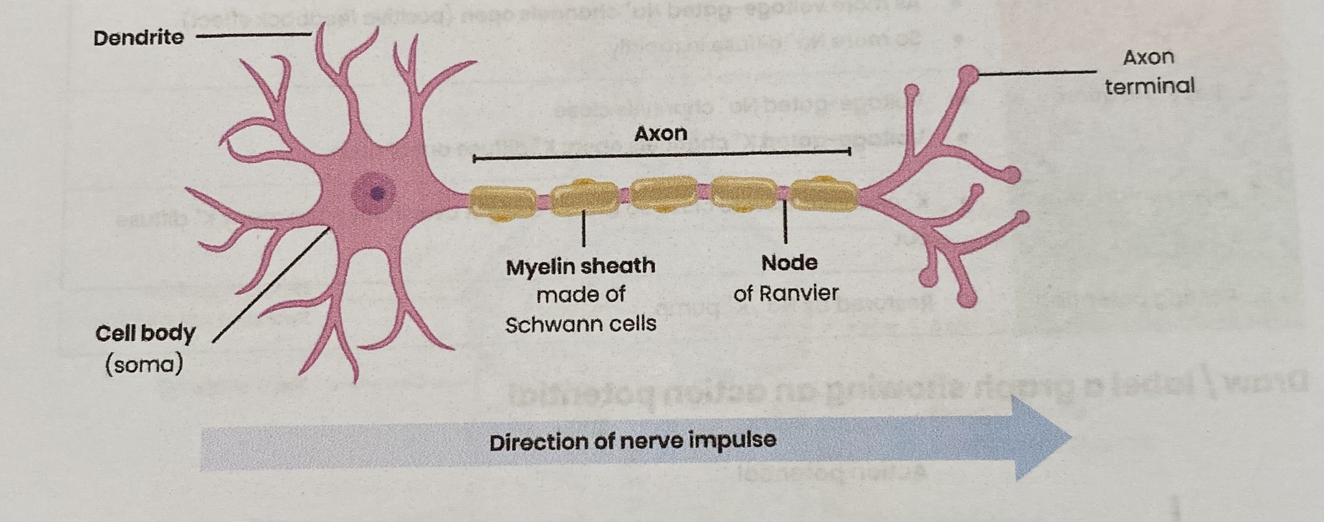 knowt flashcard image