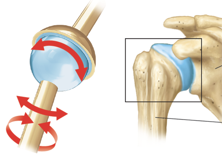 <ul><li><p><span style="background-color: transparent; font-family: "Times New Roman", serif;"><u><span>Spherical articulating surface</span></u><span> fits into </span><u><span>cup-shaped depression</span></u></span></p></li><li><p><span style="background-color: transparent; font-family: "Times New Roman", serif;"><span>Movement:</span></span></p><ul><li><p><span style="background-color: transparent; font-family: "Times New Roman", serif;"><span>Flexion and extension</span></span></p></li><li><p><span style="background-color: transparent; font-family: "Times New Roman", serif;"><span>Abduction and adduction</span></span></p></li><li><p><span style="background-color: transparent; font-family: "Times New Roman", serif;"><span>Circumduction</span></span></p></li><li><p><span style="background-color: transparent; font-family: "Times New Roman", serif;"><span>Rotation</span></span></p></li></ul></li><li><p><span style="background-color: transparent; font-family: "Times New Roman", serif;"><span>Example: shoulder and hip joint</span></span></p></li></ul><p></p>