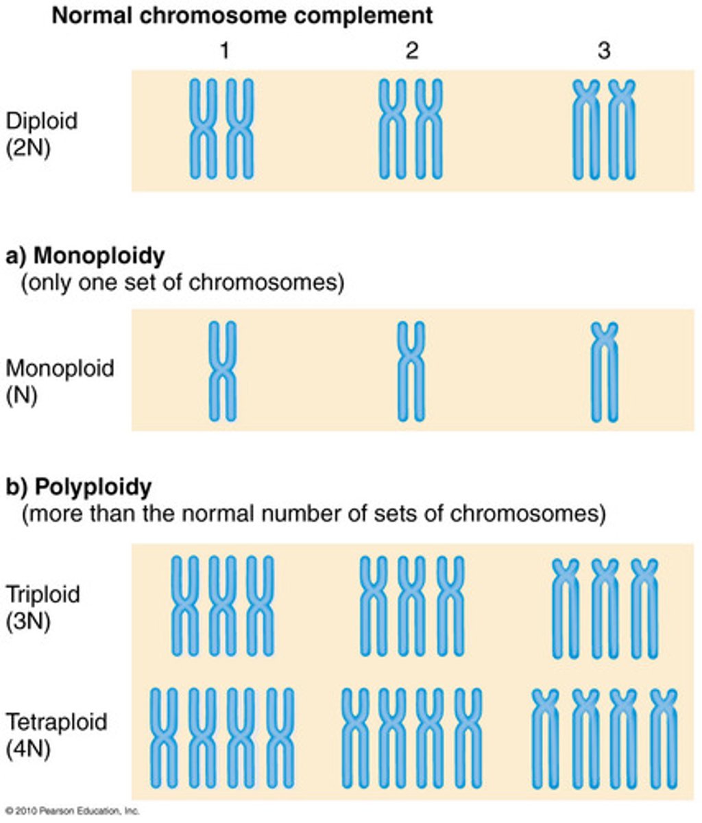 <p>Describes an organism in which the chromosome number is an <strong>exact multiple of a chromosome set.</strong></p><p></p><p>among animals, variations euploidy are relatively rare. Some tissues within a diploid animal may exhibit polyploidy.</p>