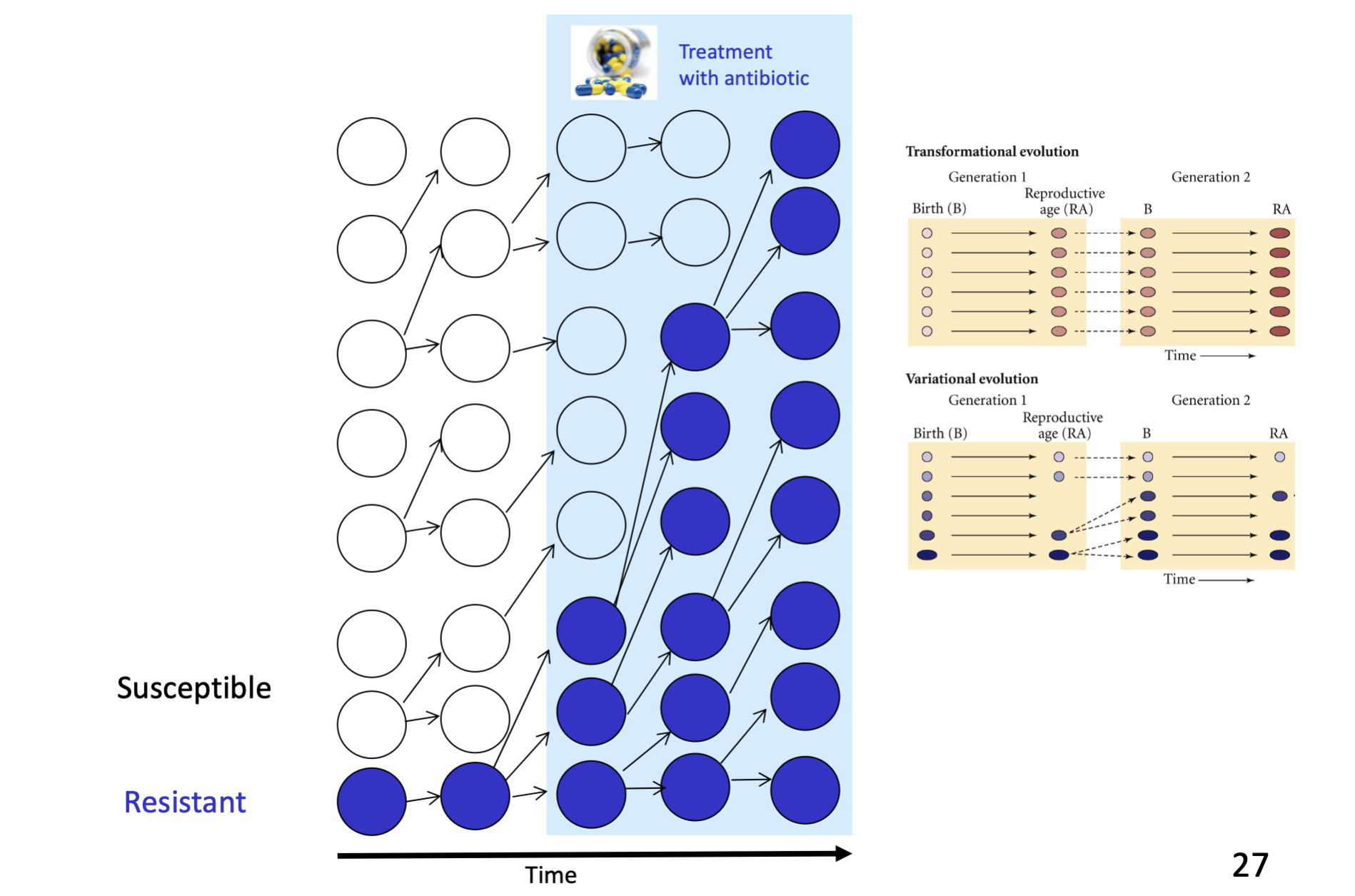 <ul><li><p>blue ones (antibiotic resistant) reproduce more than white ones (susceptible)</p></li></ul><p></p>