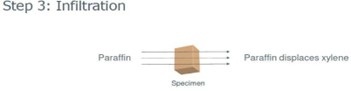 * Now tissue can be infiltrated with paraffin
* Paraffin provides structural support to tissue (important for cutting!!)

  
