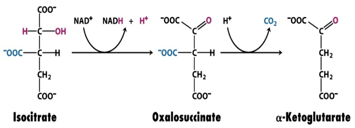 <p>Enzyme: <strong>Isocitrate dehydrogenase</strong></p><ul><li><p>Oxidative decarboxylation of isocitrate → α-ketoglutarate</p></li><li><p>Isocitrate + NAD<sup>+</sup> → α-ketoglutarate + CO<sub>2</sub> + NADH</p></li></ul><p></p>