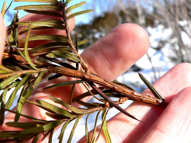 Blade: flat (90 degrees), stouter and same mid green and not lighter underneath
Reproductive: small, pealike "cones" that bear fruit
Bark: Thin, reddish-brown bark that becomes thin and scaly as the tree ages, often small, in clumps, and wet