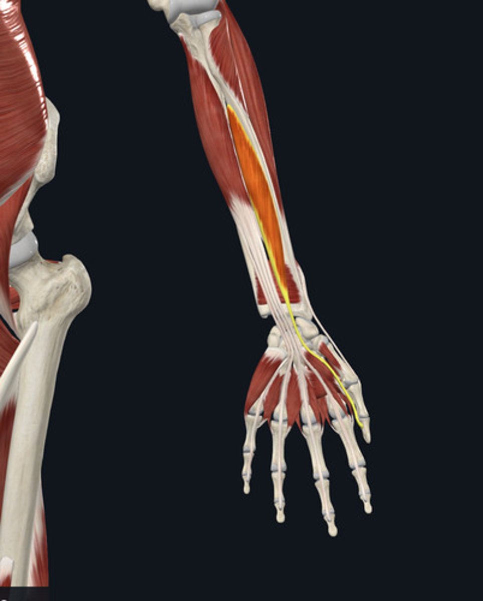 <ul><li><p><u>Origin:</u>&nbsp;Radius</p></li><li><p><u>Insertion:</u>&nbsp;Digit 1, thumb (pollex)</p></li><li><p><u>Action:</u>&nbsp;Thumb (pollex) flexion</p></li></ul><p></p>