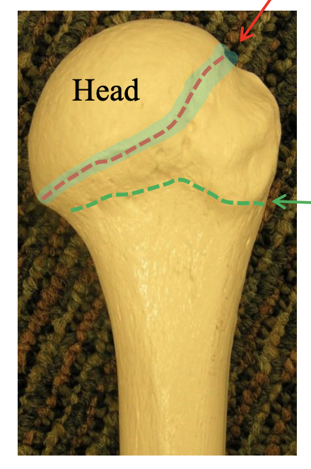 <p>Name the highlighted region.</p>