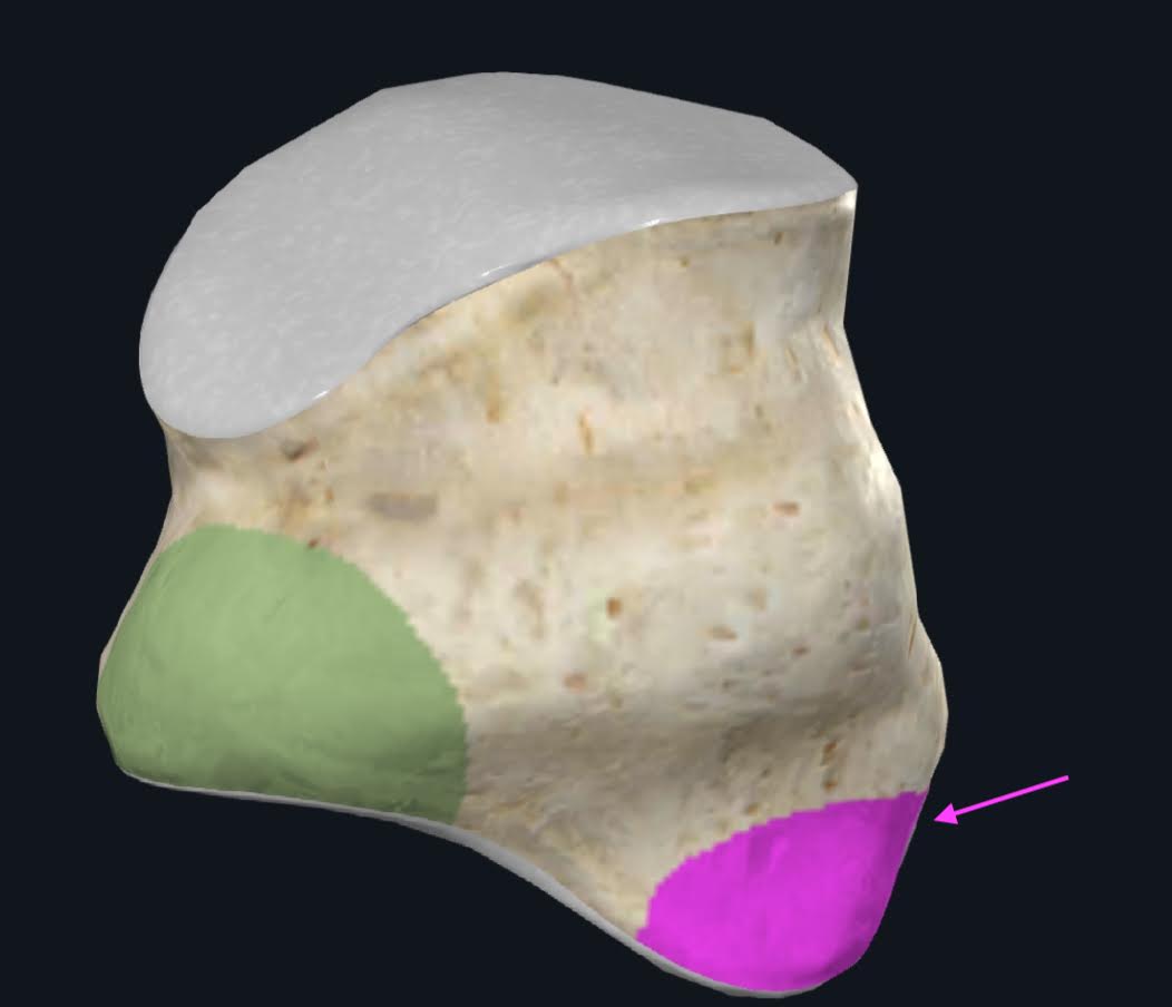 <p>En dirección posterior a la tuberosidad del cuboides se encuentra___</p>