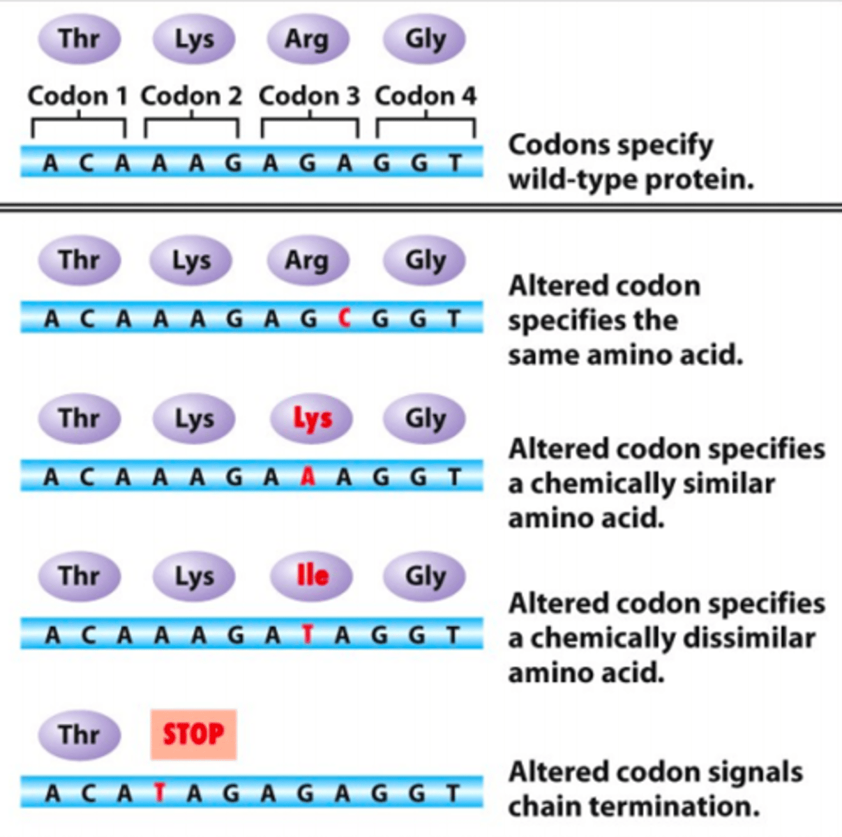 <p>The protein is faulty, functions differently or functions the same</p>