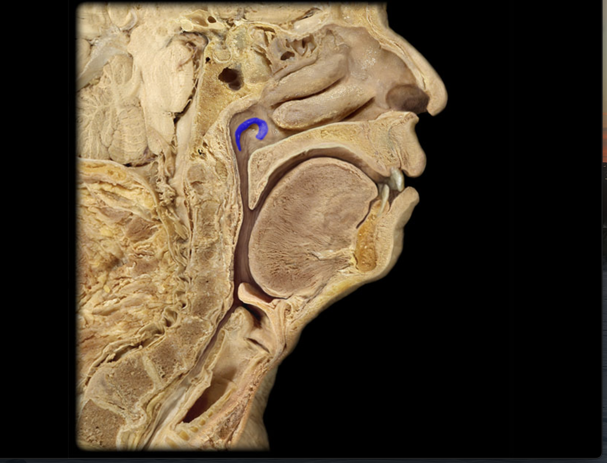 knowt flashcard image