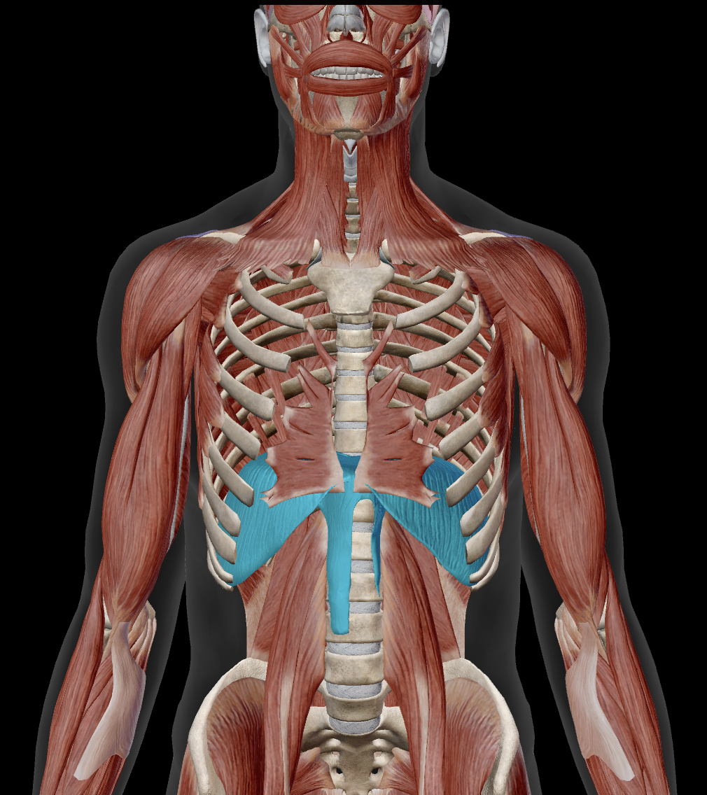 <p>What action does the diaphragm do?</p>
