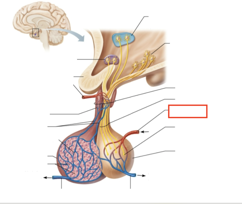 <p>What structure is highlighted?</p>