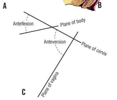 <p>anteversion anteflexion</p><p>Anteversion – the uterus tilts forward relative to the vagina.</p><p>Anteflexion – the body of the uterus bends forward relative to the cervix.</p>