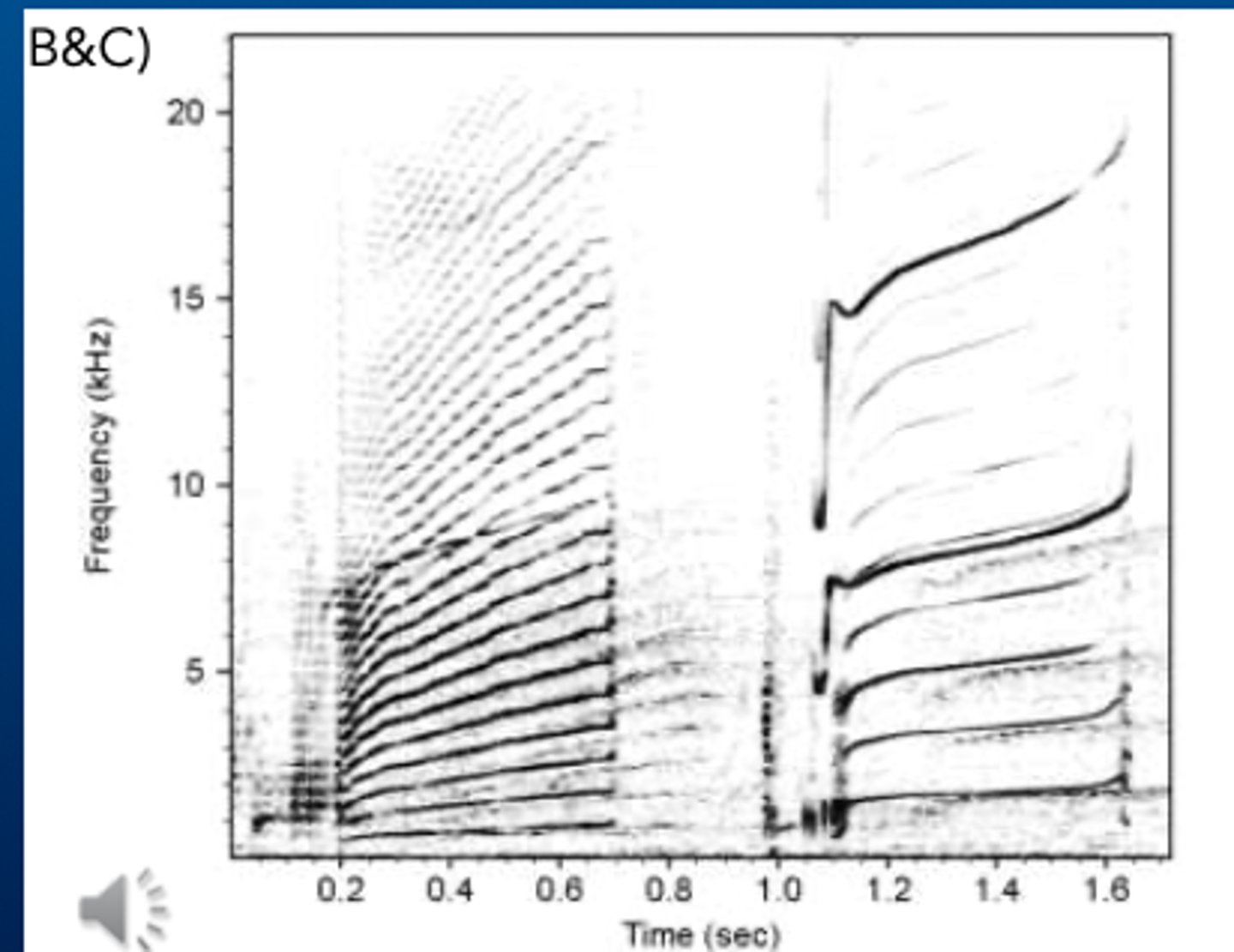 <p>➢A) Tonal calls, simple to complex calls</p><p>➢B) Combination of calls</p><p>➢C) Two-voiced calls</p><p>➢D) Distinct calls (e.g. signature whistles, dialects)</p>