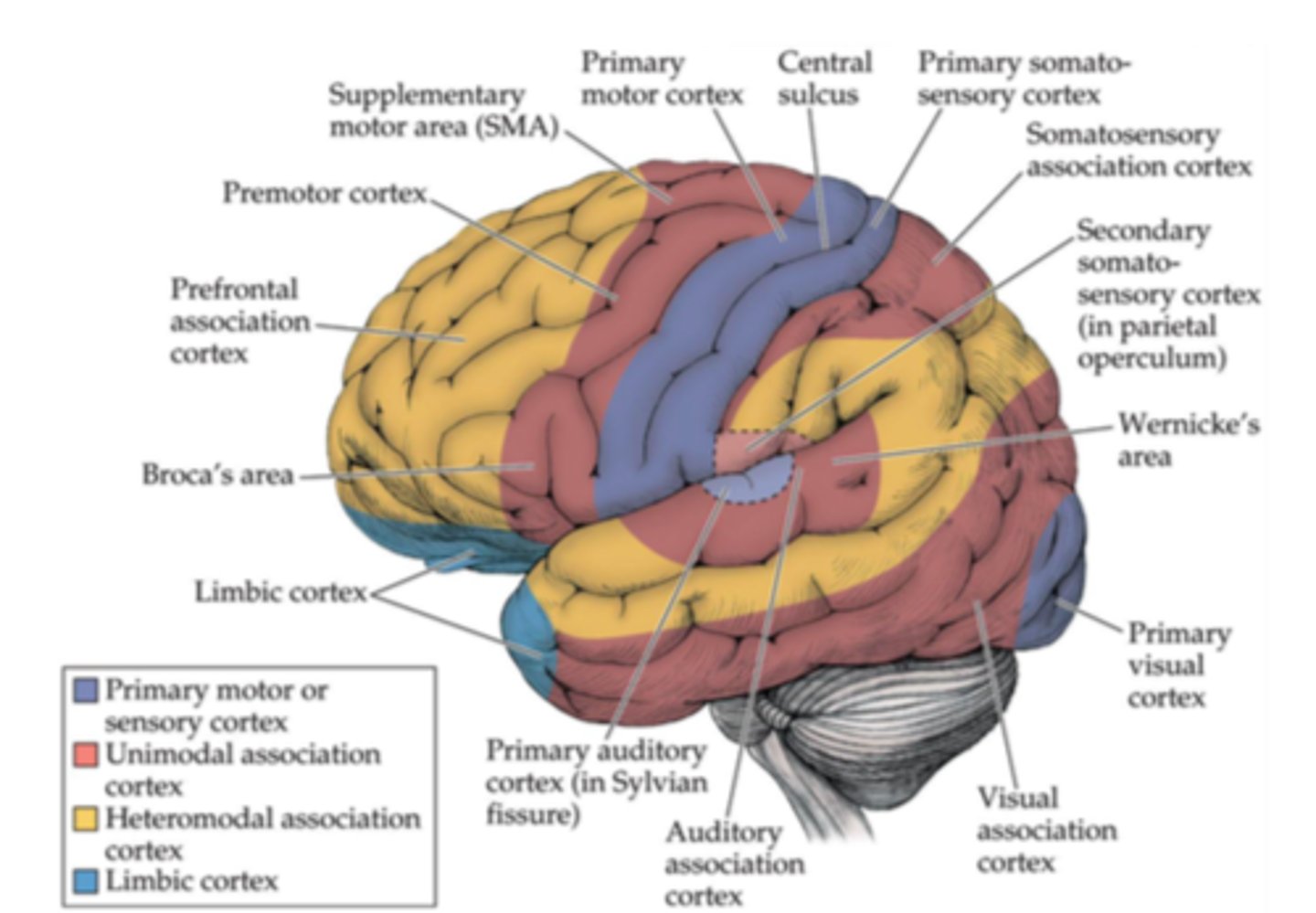<p>controls behavior, interprets sensation, processes emotions and memory</p>
