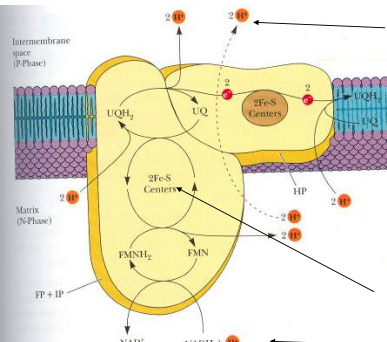 <ul><li><p><span style="background-color: transparent;">NADH with potential energy is oxidated</span></p></li><li><p><span style="background-color: transparent;">Electrons are given away</span></p></li><li><p><span style="background-color: transparent;">Energy from electrons pumps protons into intermembrane space</span></p></li><li><p><span style="background-color: transparent;">4 H+ are transported per 2 electrons&nbsp;</span></p></li><li><p><span style="background-color: transparent;">One electron moves at a time; assembly line&nbsp;</span></p></li><li><p><span style="background-color: transparent;">Left over electrons moved by helper molecule to next complex</span></p></li><li><p><span style="background-color: transparent;">Theoretical: 1 NADH = 3 ATP</span></p></li></ul><p></p>