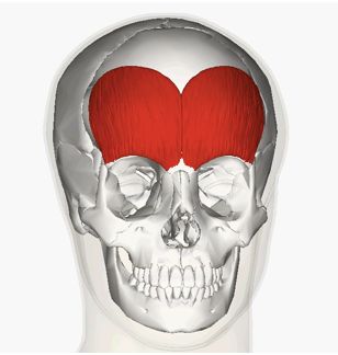 <p>INSERTION of frontalis</p>