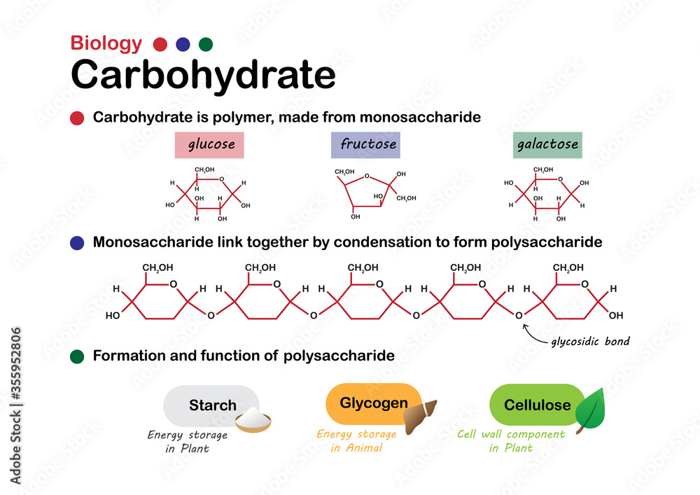 Monomer of a carbohydrate: Monosaccharide

Carbohydrates serve as a primary source of energy for the body and play a crucial role in cell structure and communication.