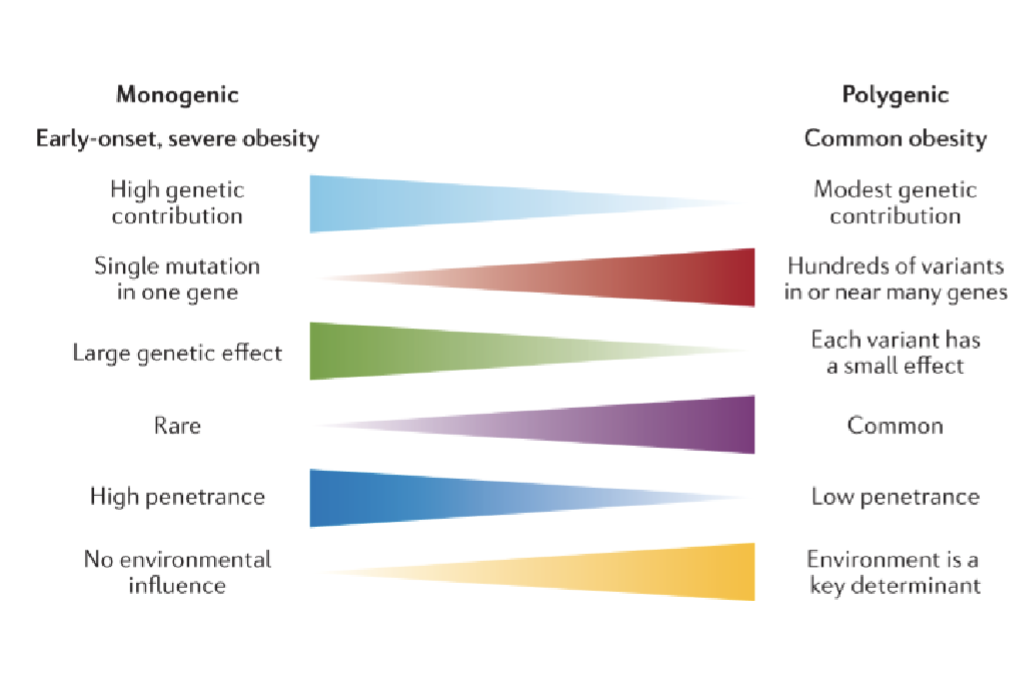 <p>Monogenic(early onset, severe obesity)</p><ul><li><p>High Genetic contribution</p></li><li><p>Single mutation in one gene</p></li><li><p>Large genetic effect</p></li><li><p>Rare</p></li><li><p>High penetrance</p></li><li><p>No environmental influence</p></li></ul><p>Polygenic(Common obesity)</p><ul><li><p>Modest genetic contribution</p></li><li><p>Hundreds of variants in or near many genes</p></li><li><p>Each variant has a small effect</p></li><li><p>Common</p></li><li><p>Low penetrance</p></li><li><p>Enviroment is a key determinant</p></li></ul><p></p>