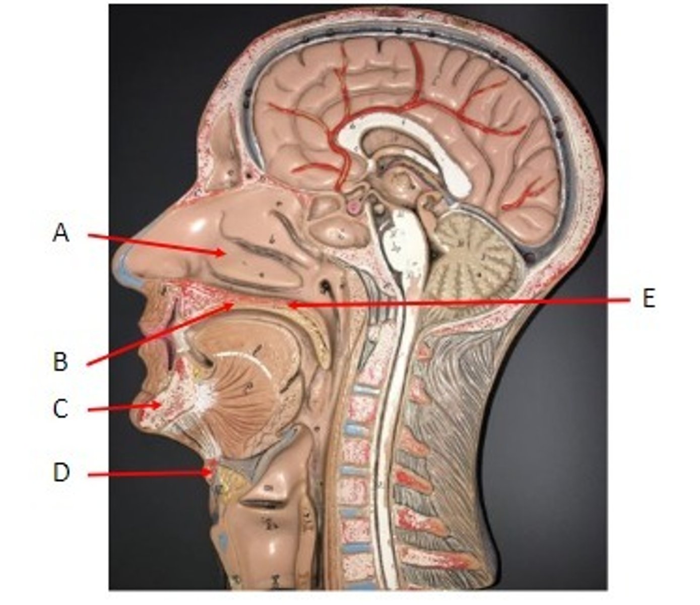 <p>Identify</p>